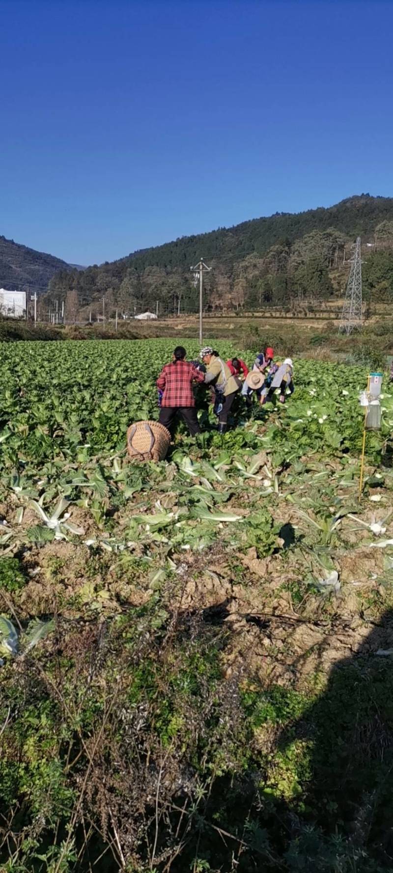 小津青。二青两种白菜，任你选。说砍就砍。