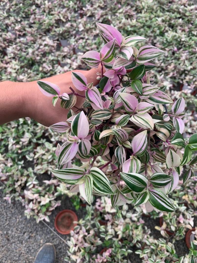 婚礼吊兰锦花卉盆景观叶类植物