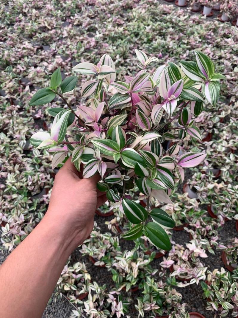 婚礼吊兰锦花卉盆景观叶类植物