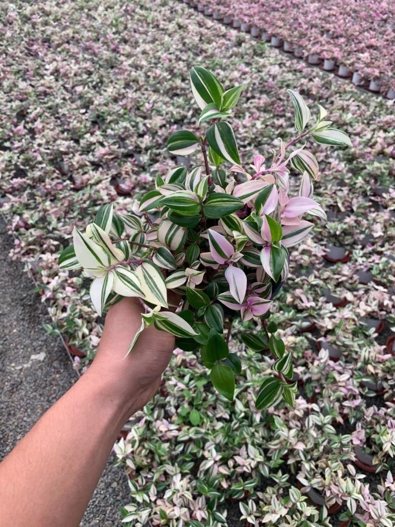婚礼吊兰锦花卉盆景观叶类植物