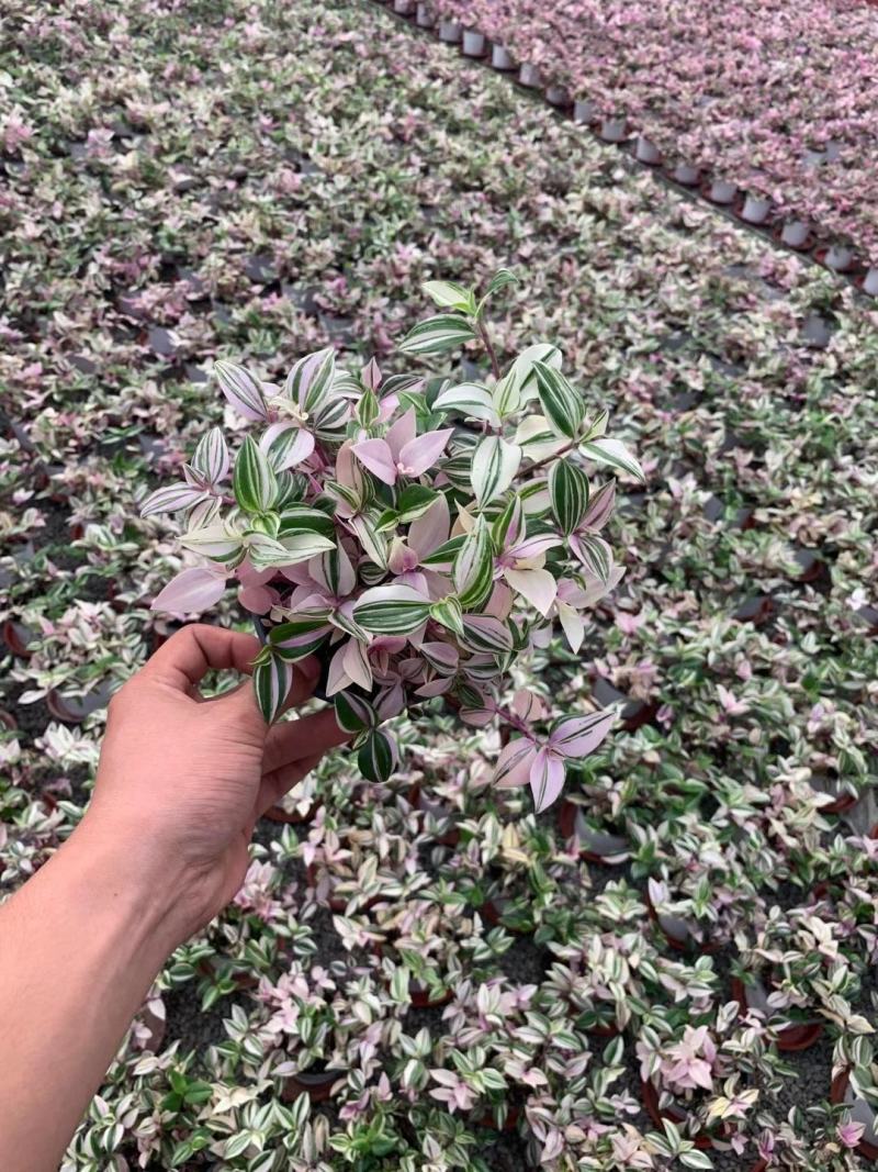 婚礼吊兰锦花卉盆景观叶类植物