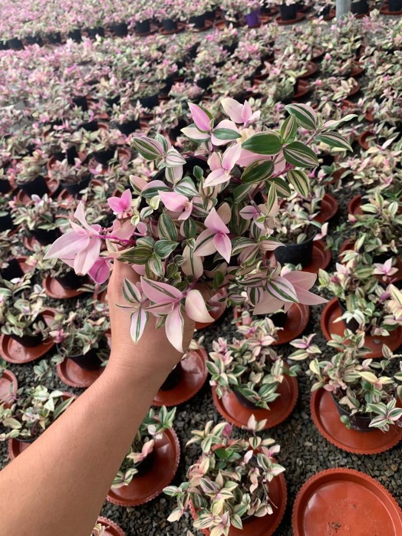 婚礼吊兰锦花卉盆景观叶类植物