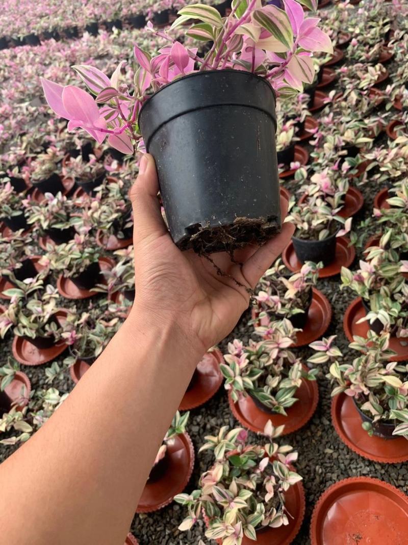 婚礼吊兰锦花卉盆景观叶类植物