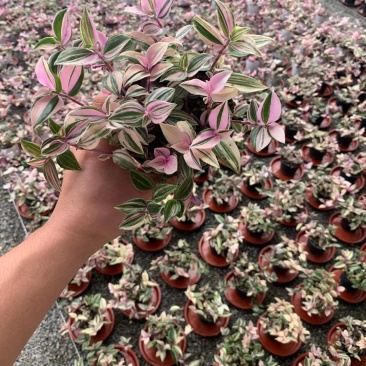 婚礼吊兰锦花卉盆景观叶类植物