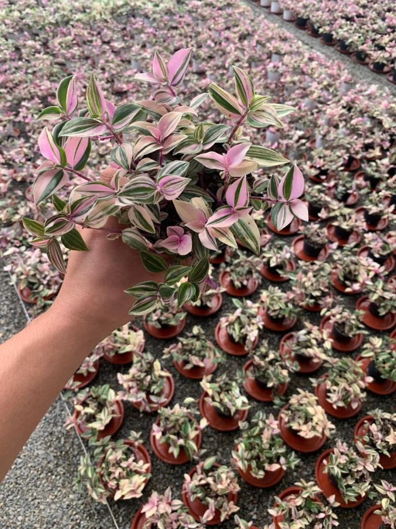 婚礼吊兰锦花卉盆景观叶类植物