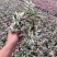 婚礼吊兰锦花卉盆景观叶类植物