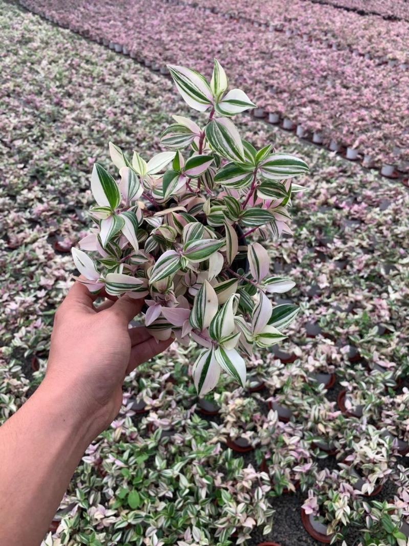 婚礼吊兰锦花卉盆景观叶类植物