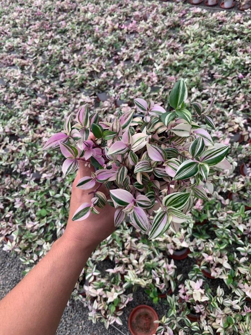 婚礼吊兰锦花卉盆景观叶类植物