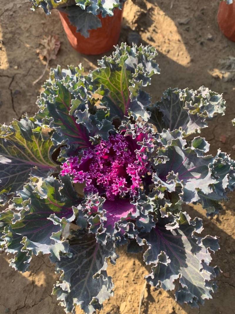 羽衣甘蓝冬季抗寒草花花坛专用