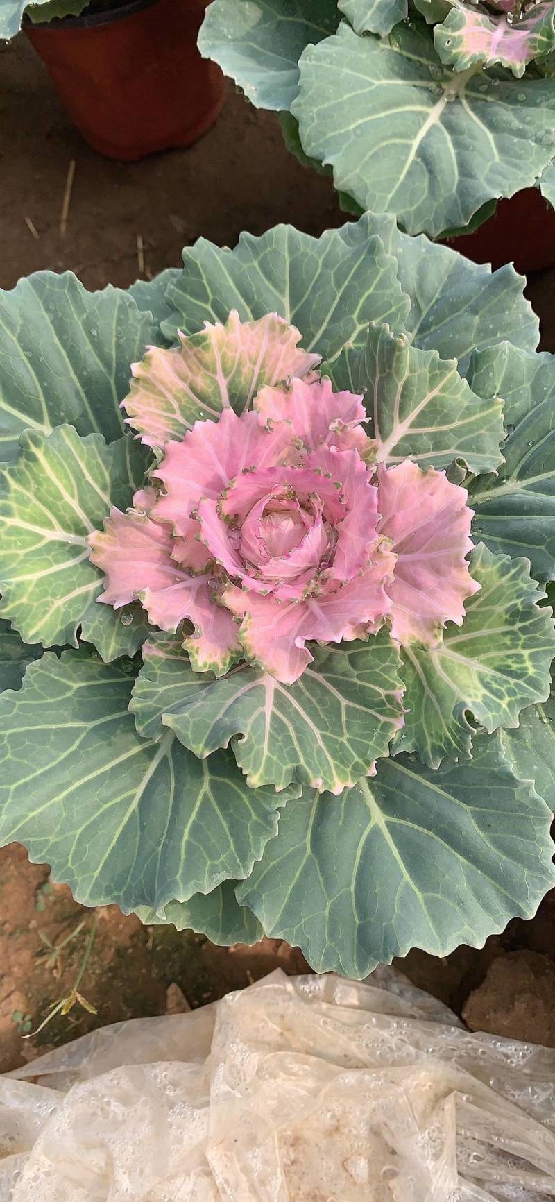 羽衣甘蓝冬季抗寒草花花坛专用