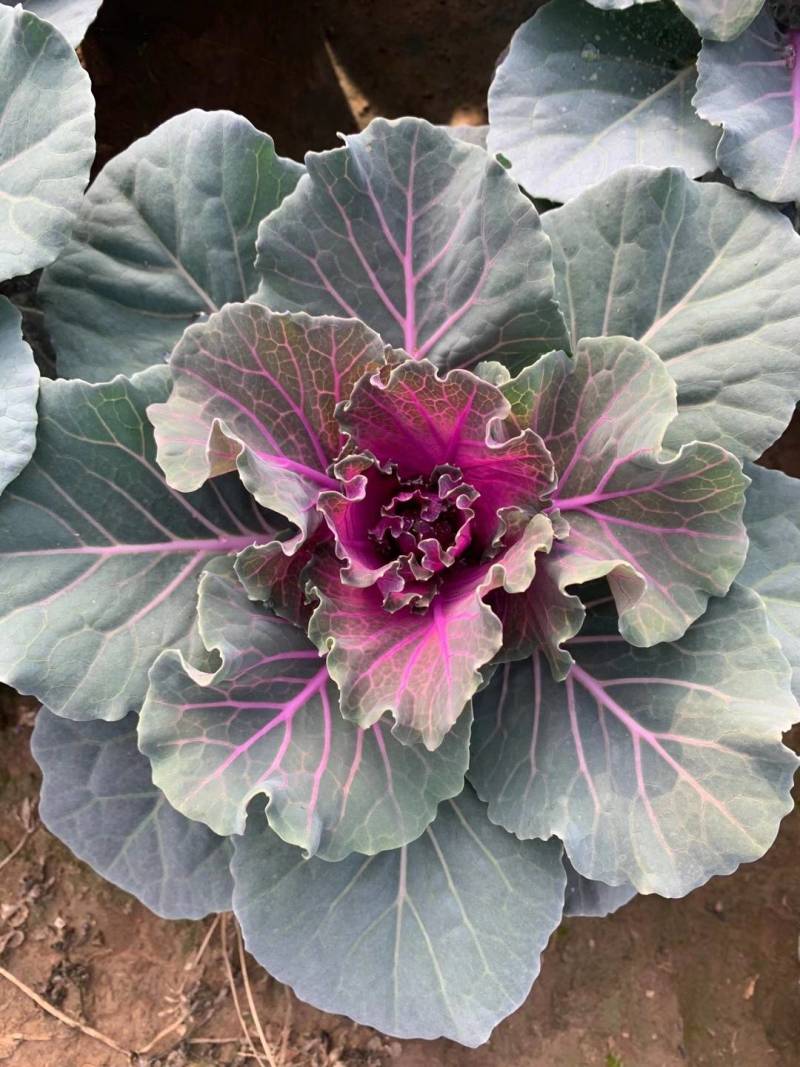 羽衣甘蓝冬季抗寒草花花坛专用