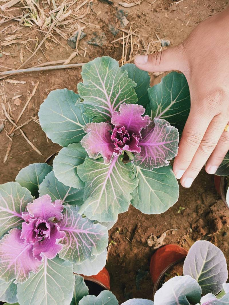 羽衣甘蓝冬季抗寒草花花坛专用
