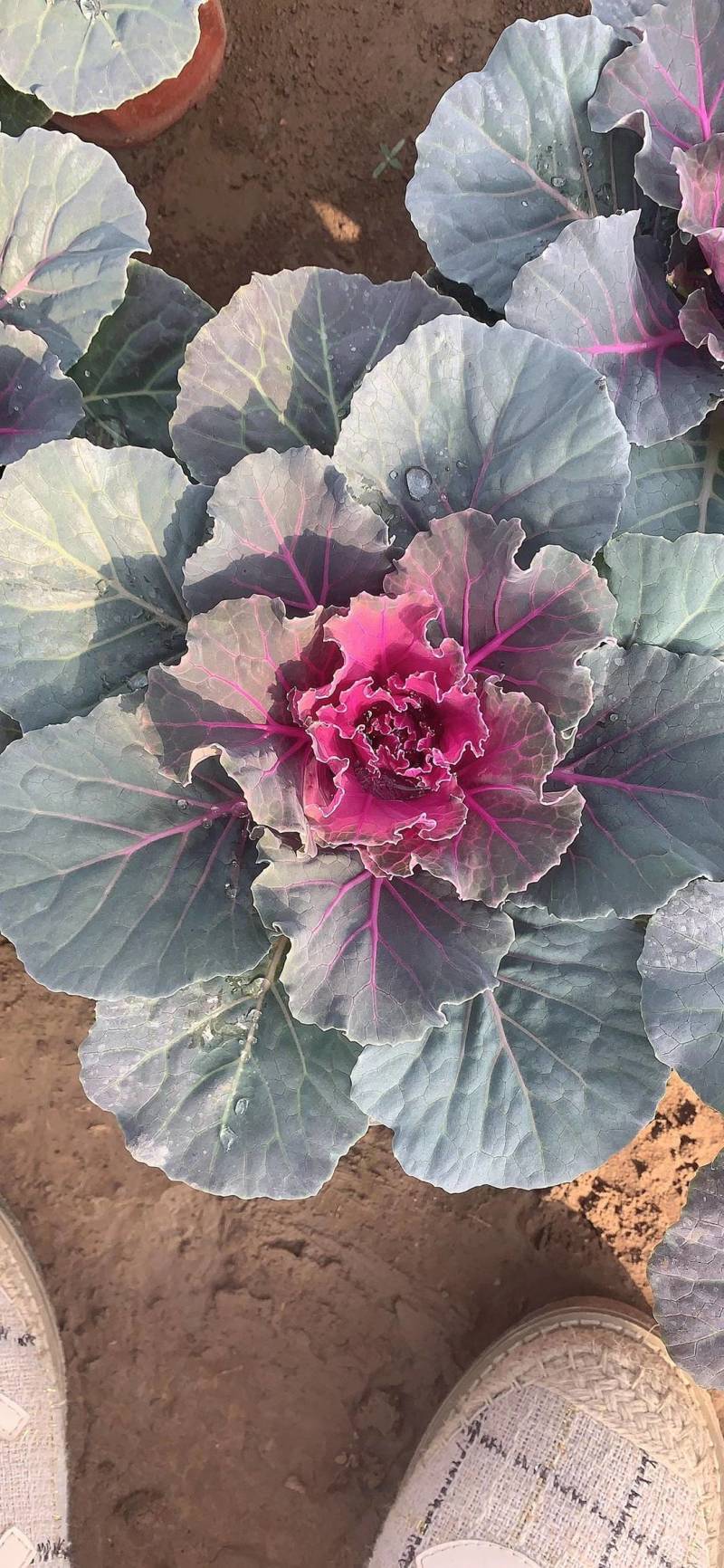 羽衣甘蓝冬季抗寒草花花坛专用