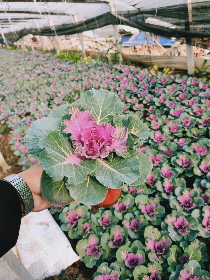 羽衣甘蓝冬季抗寒草花花坛专用