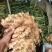 云南.文山.新鲜生姜