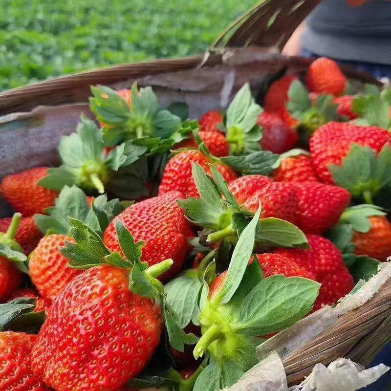 德昌露天优质草莓对接商超电商供应私人代发