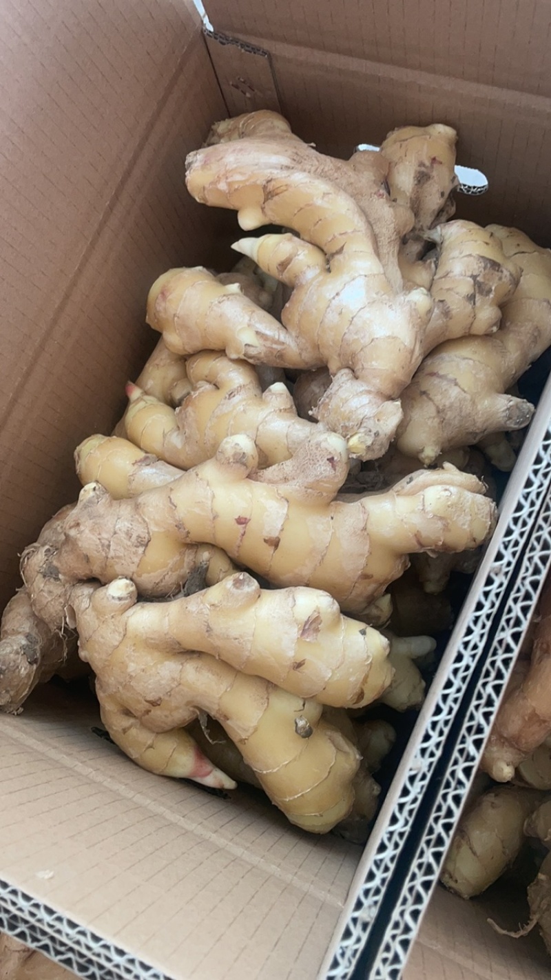 出售优质生姜，精品各种规格生姜，欢迎选购