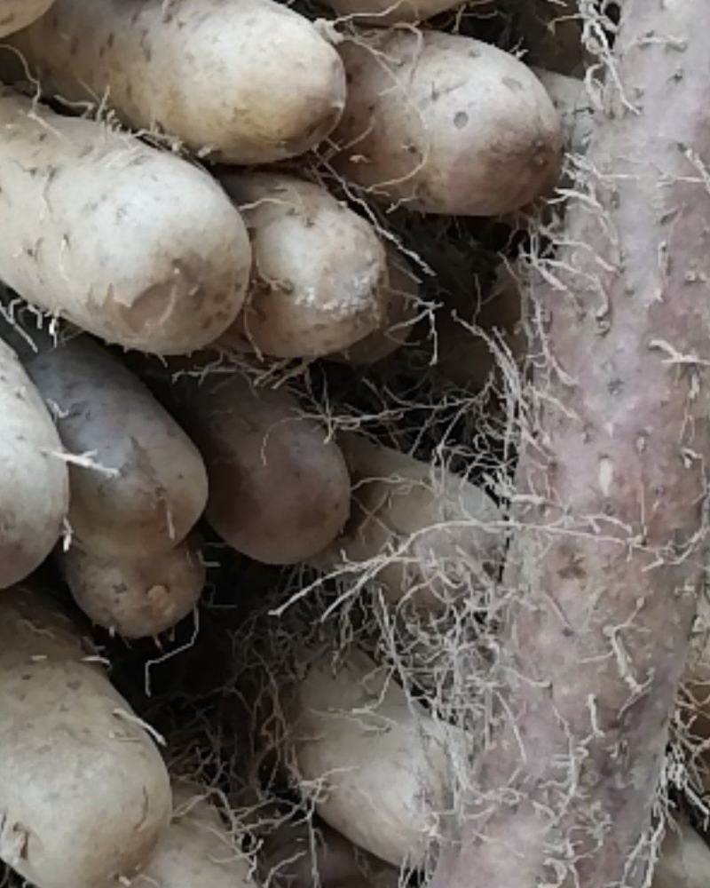精品山药价格优惠，送货到家