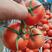 大红西红柿，山东大红西红柿质量保证，价格便宜，产地直供