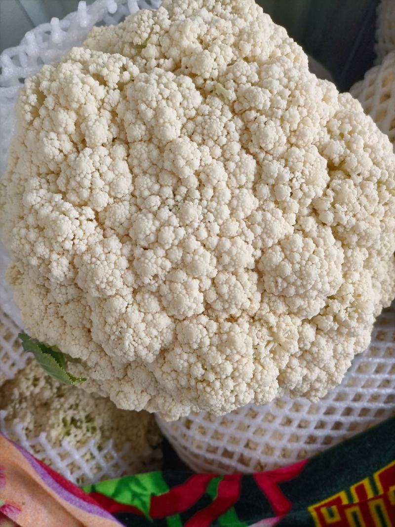 陕西省咸阳市松花菜，颜色白亮，松散度适中！！！！！！！！