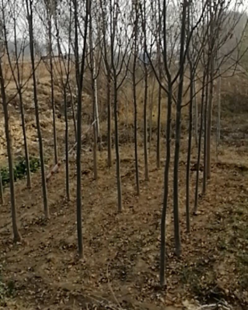 速生白蜡绿化树苗苗圃