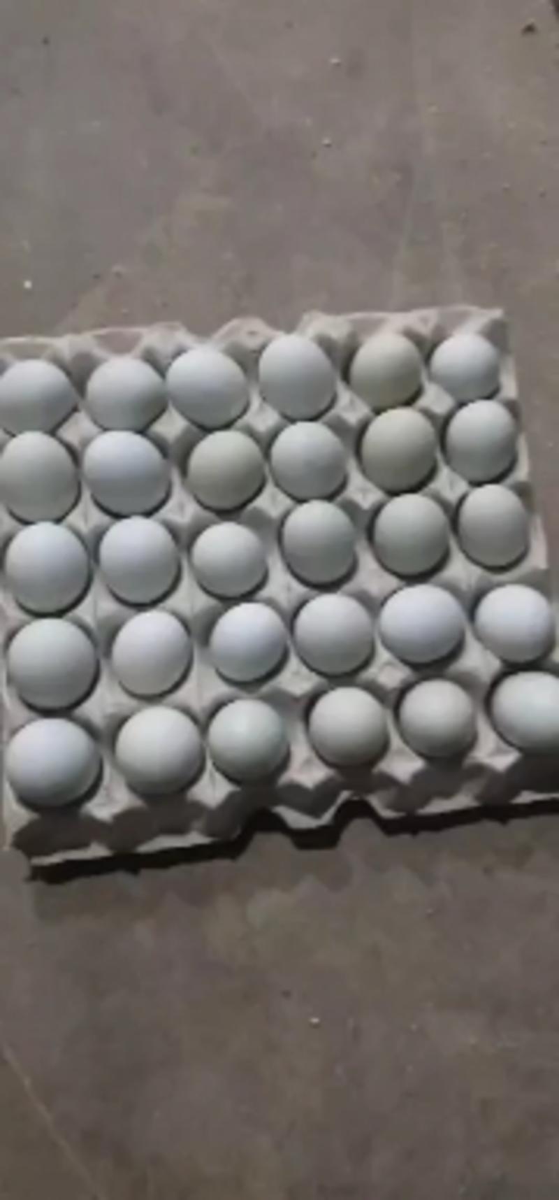 绿壳鸡蛋乌鸡蛋大量批发零售欢迎老板订购，二道贩子绕道