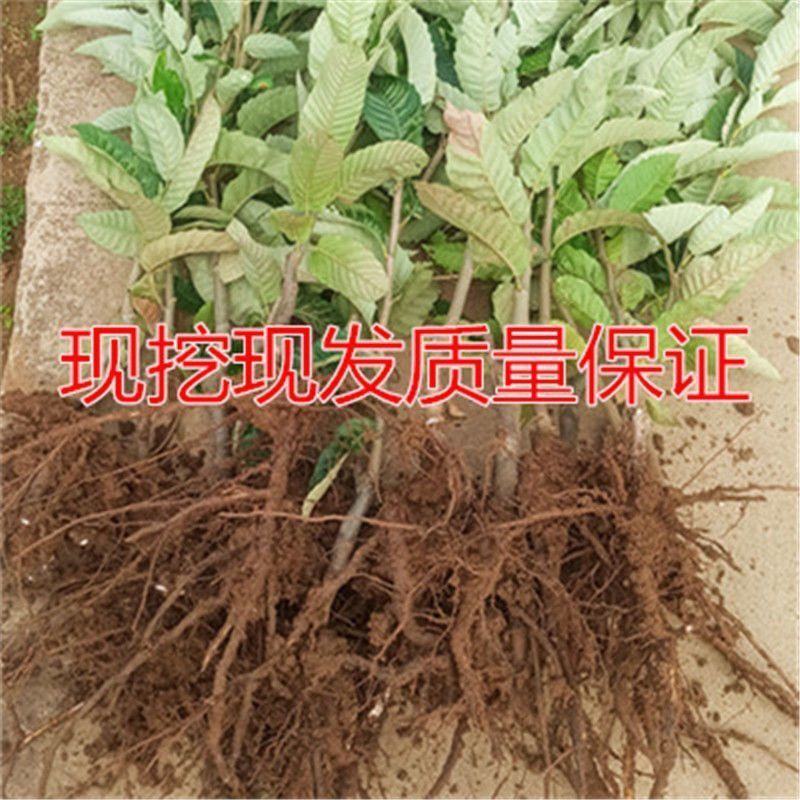 大红袍板栗，承德板栗，迁西板栗，泰山板栗全国包邮包技术指