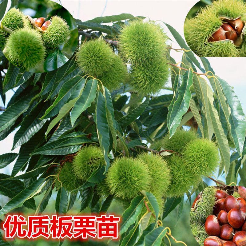 大红袍板栗，承德板栗，迁西板栗，泰山板栗全国包邮包技术指