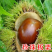 大红袍板栗，承德板栗，迁西板栗，泰山板栗全国包邮包技术指