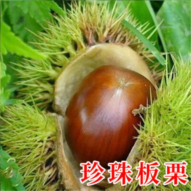大红袍板栗，承德板栗，迁西板栗，泰山板栗全国包邮包技术指