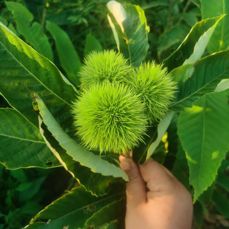 大红袍板栗，承德板栗，迁西板栗，泰山板栗全国包邮包技术指