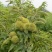 大红袍板栗，承德板栗，迁西板栗，泰山板栗全国包邮包技术指