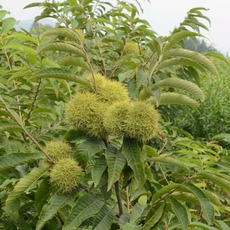 大红袍板栗，承德板栗，迁西板栗，泰山板栗全国包邮包技术指