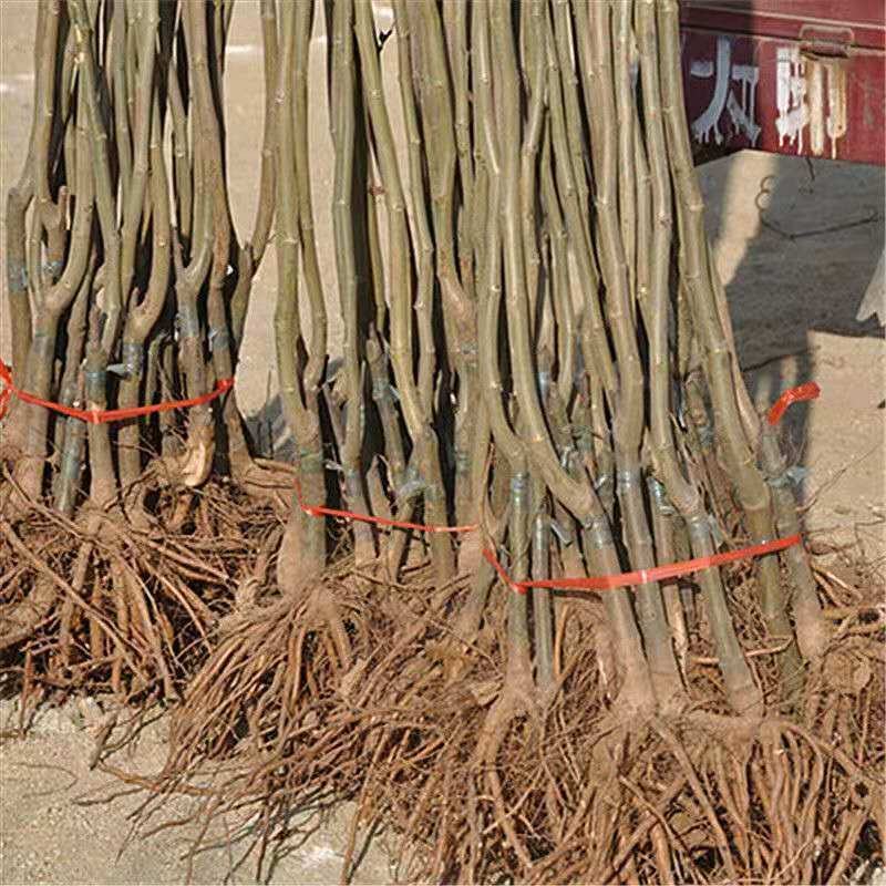 大红袍板栗，承德板栗，迁西板栗，泰山板栗全国包邮包技术指