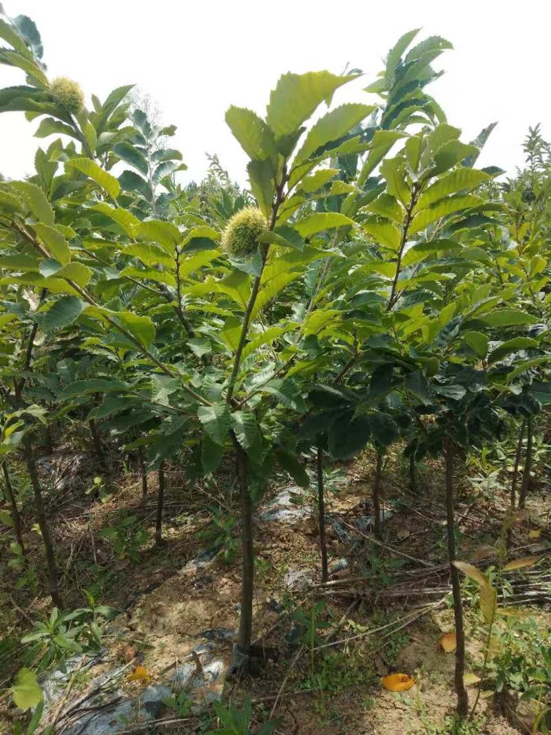 大红袍板栗，承德板栗，迁西板栗，泰山板栗全国包邮包技术指
