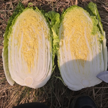 精品小颗白菜，3-5斤左右，各种包装，目前陆续上市…