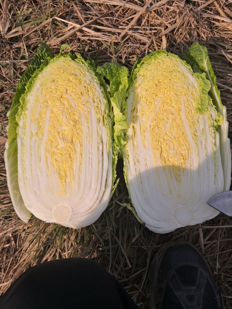 精品小颗白菜，3-5斤左右，各种包装，目前陆续上市…