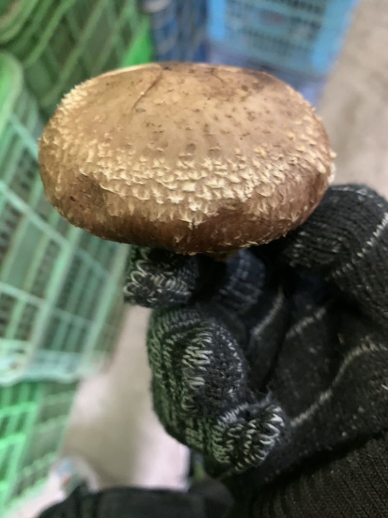 808鲜香菇干度好价格便宜