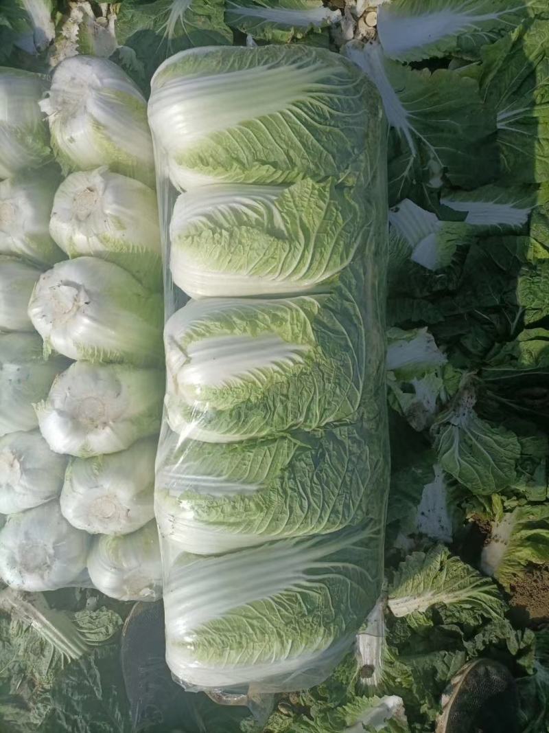 精品小颗白菜，3-5斤左右，各种包装，目前陆续上市…