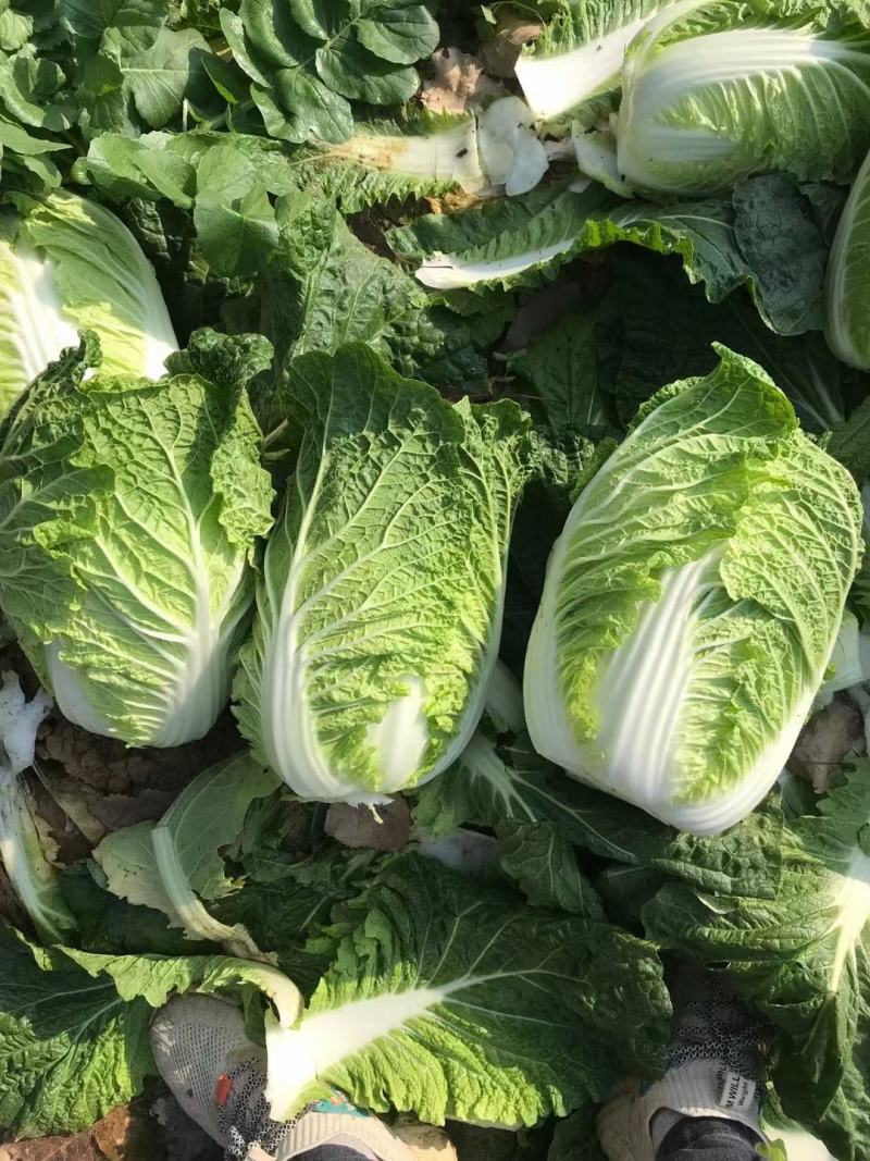 精品小颗白菜，3-5斤左右，各种包装，目前陆续上市…