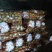 【精选】土豆雪川红大量有货欢迎新老客户老板订货