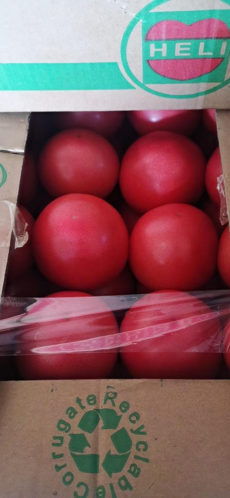 【优质硬粉西红柿】品质好，价格优惠，产地直发