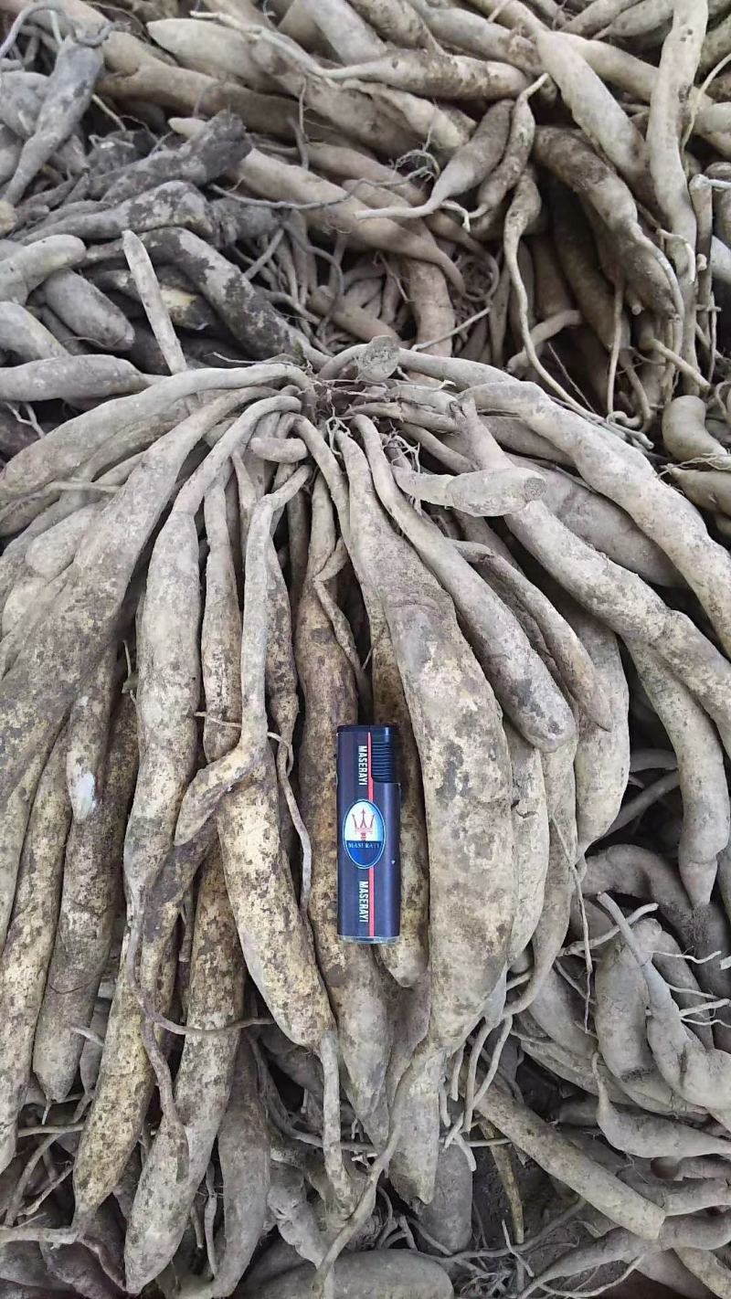 广西红花百部苗，基地直供，5个薯以上，货源充足，成品回收