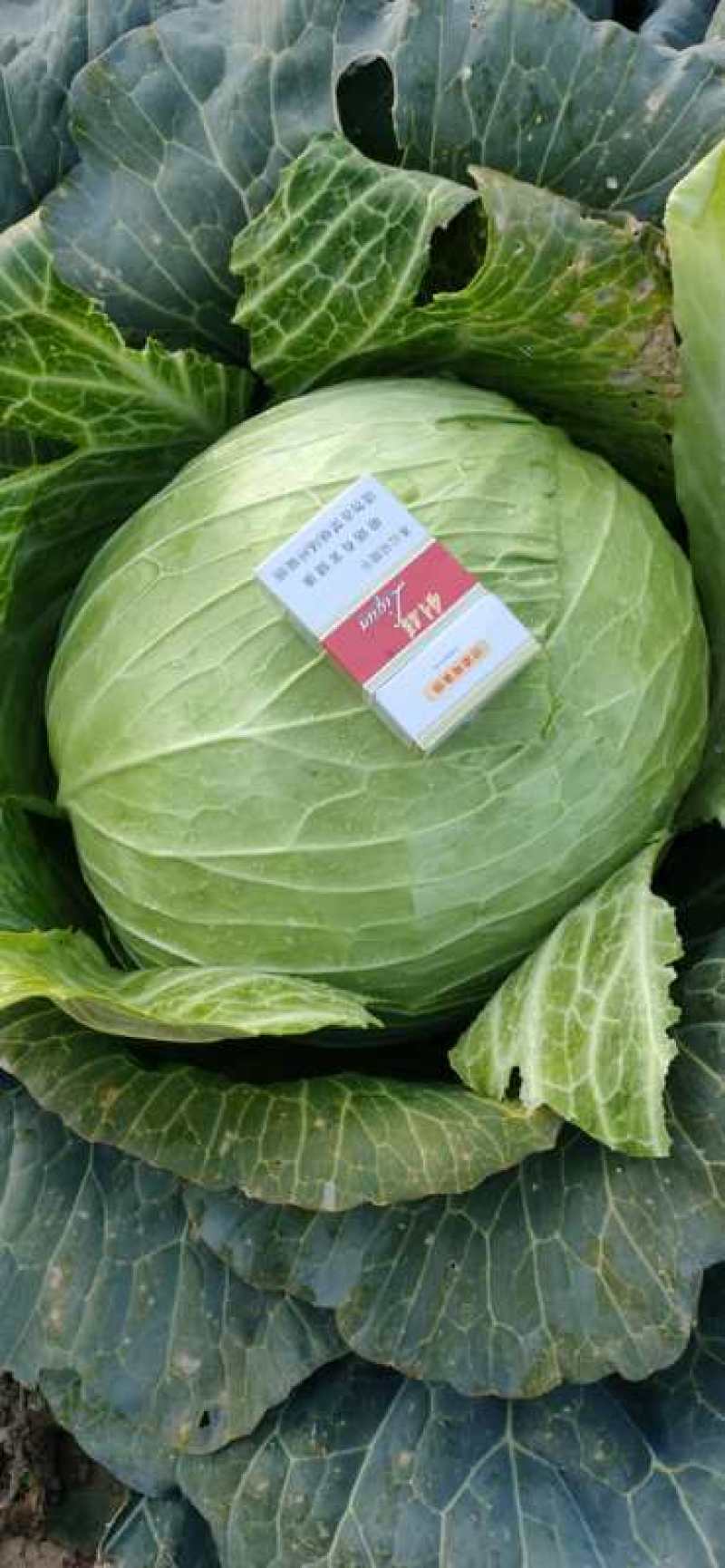 奥奇娜，商超品质，货源充足，可发市场加工厂…