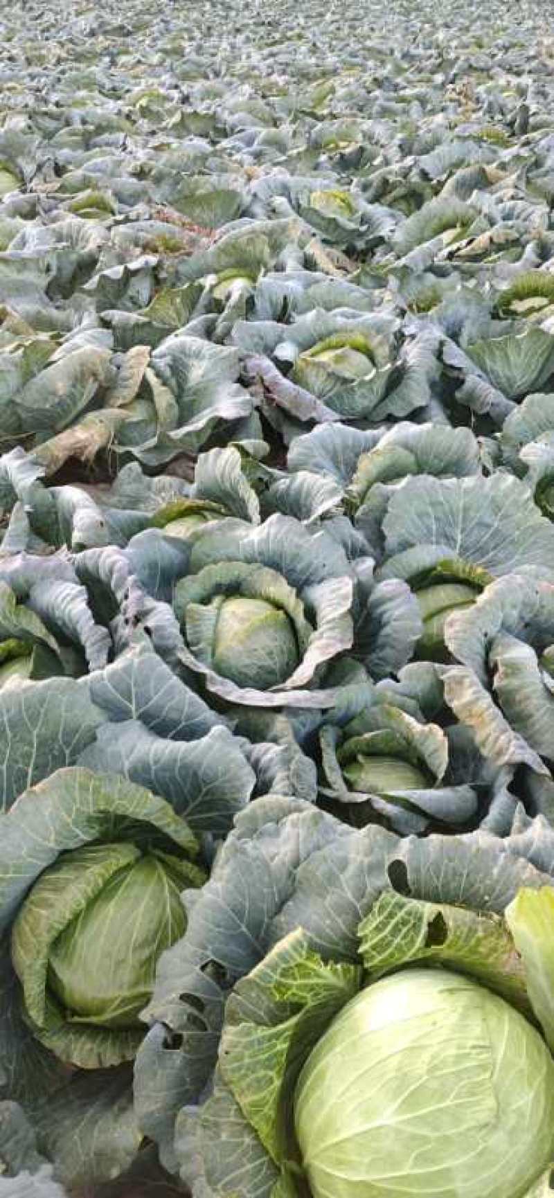 奥奇娜，商超品质，货源充足，可发市场加工厂…