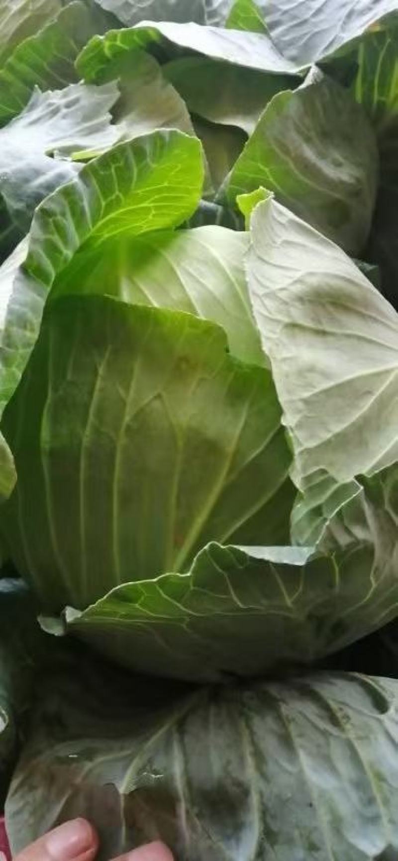 奥奇娜，商超品质，货源充足，可发市场加工厂…