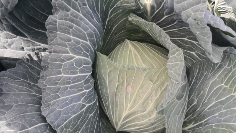 奥奇娜，商超品质，货源充足，可发市场加工厂…
