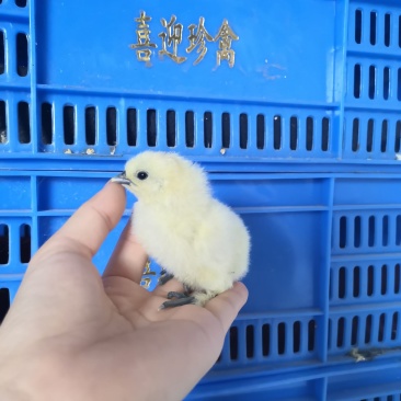 竹丝鸡苗,白凤乌鸡泰和乌鸡苗,乌骨鸡苗厂家直销,包打疫苗
