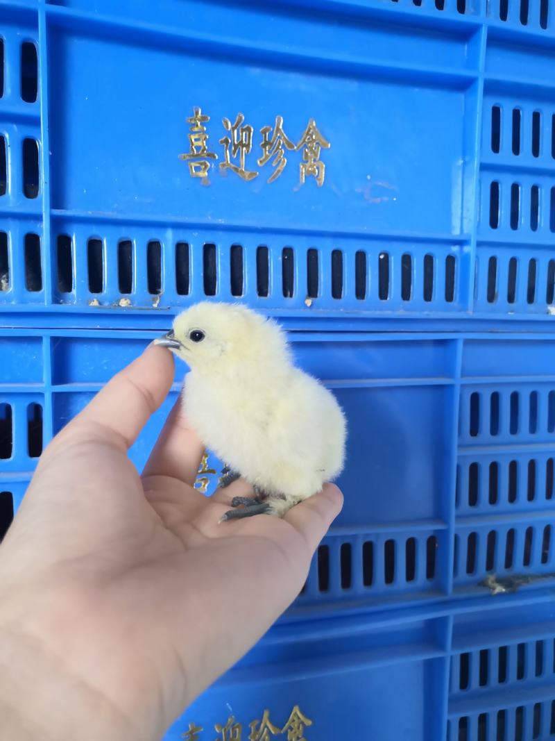 竹丝鸡苗，白凤乌鸡泰和乌鸡苗，乌骨鸡苗厂家直销，包打疫苗