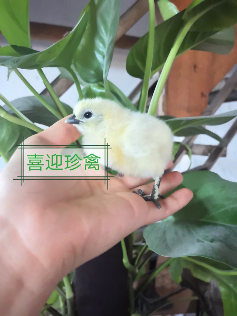 竹丝鸡苗，白凤乌鸡泰和乌鸡苗，乌骨鸡苗厂家直销，包打疫苗